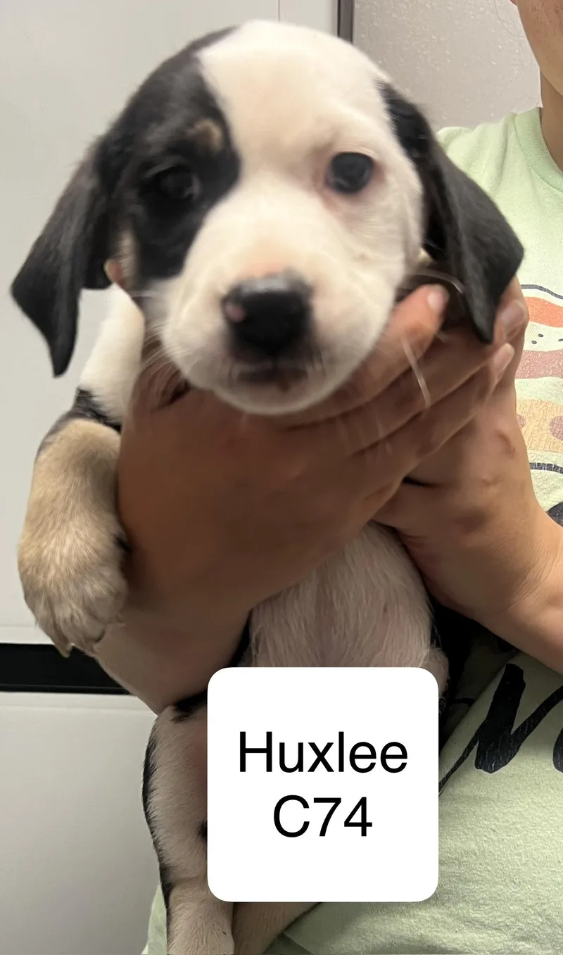 A baby medium-sized male Black Beagle dog named Huxlee for adoption in Morganton, NC