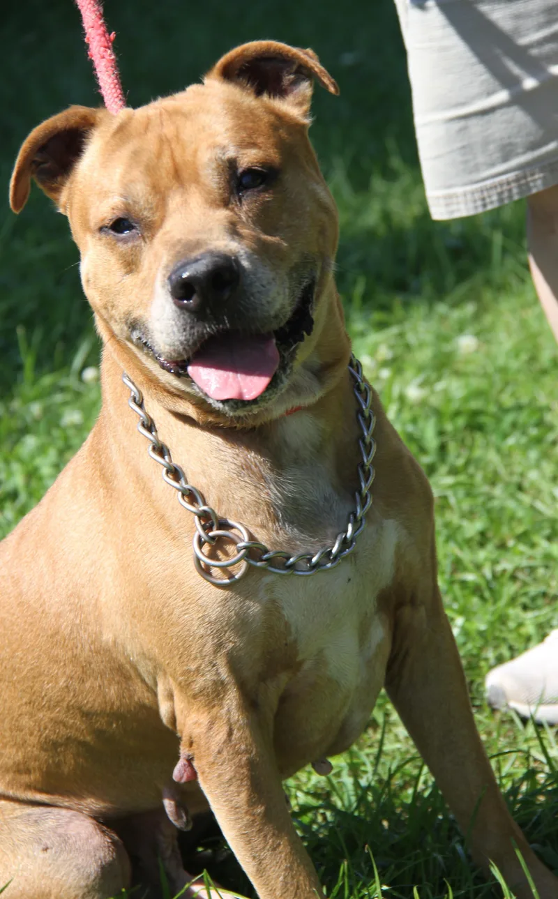 An adult medium-sized male Yellow / Tan / Blond / Fawn Pit Bull Terrier dog named Two Face for adoption in Marietta, OH