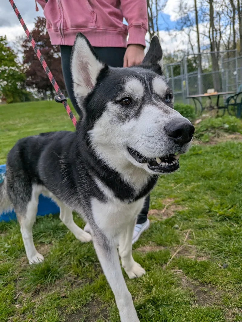 A young medium-sized male Black Siberian Husky dog named River for adoption in New Windsor, NY
