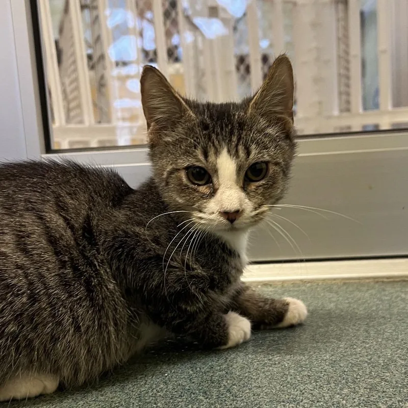 A baby small-sized male Gray / Blue / Silver Domestic Short Hair cat named Timon for adoption in Naples, FL