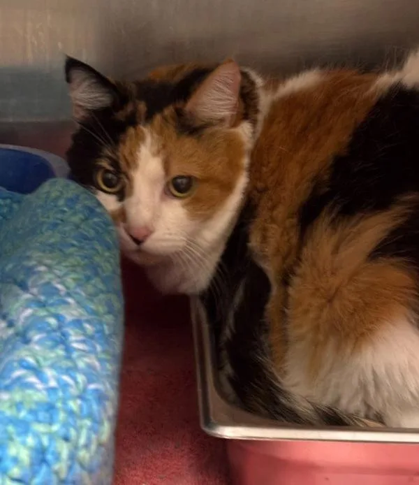 A senior medium-sized female Domestic Short Hair cat named Snickers for adoption in Des Moines, IA