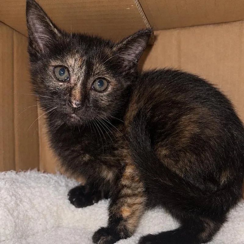 A baby small-sized female Tortoiseshell Domestic Short Hair cat named Baby Beatrice for adoption in Jacksonville, FL