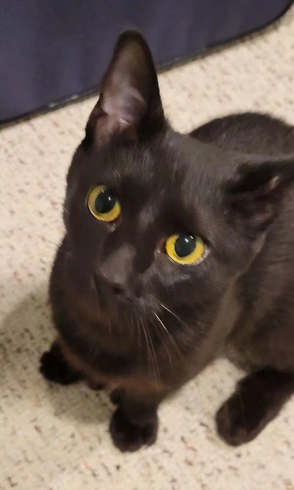 A young medium-sized female Black Domestic Short Hair cat named Roxy for adoption in Duxbury, MA