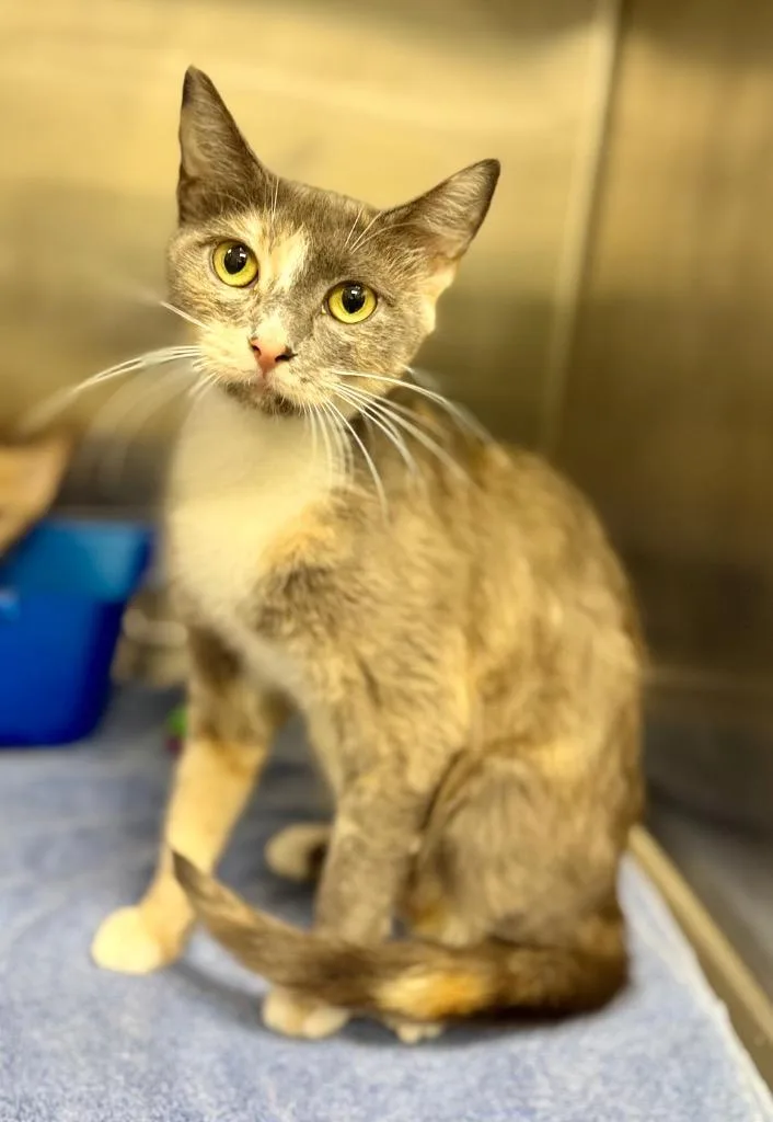 A young medium-sized female Domestic Short Hair cat named Martha for adoption in Danielsville, GA