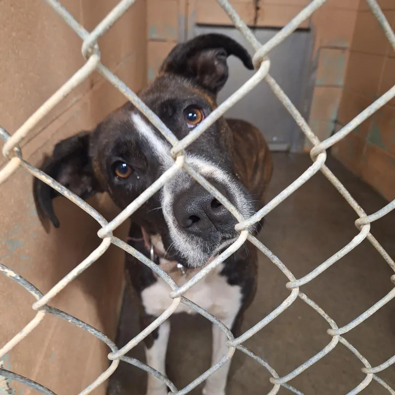 A young medium-sized female Pit Bull Terrier dog named Scotch for adoption in Gautier, MS