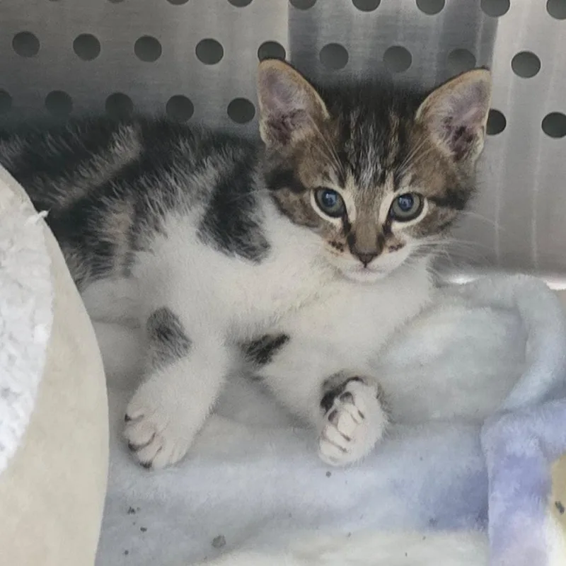 A baby small-sized male Brown / Chocolate Domestic Short Hair cat named Pinto for adoption in Denver, CO