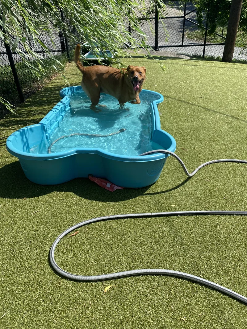 A young medium-sized female Red / Chestnut / Orange Labrador Retriever dog named Mila for adoption in Harrison, NY