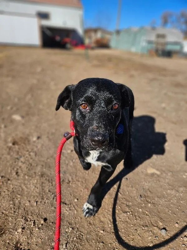 Barbossa thumbnail 2