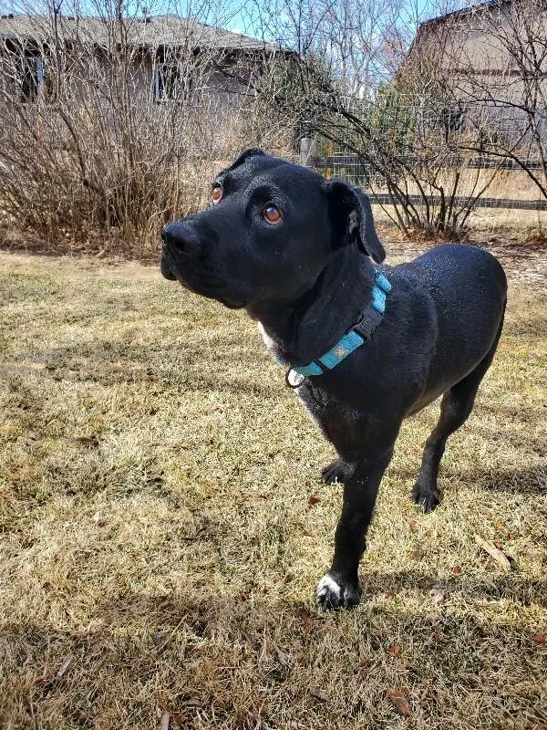 Barbossa thumbnail 4