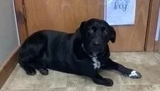 Barbossa thumbnail 5