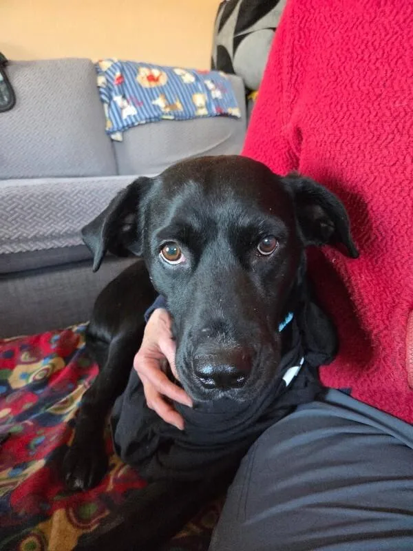 Barbossa thumbnail 6