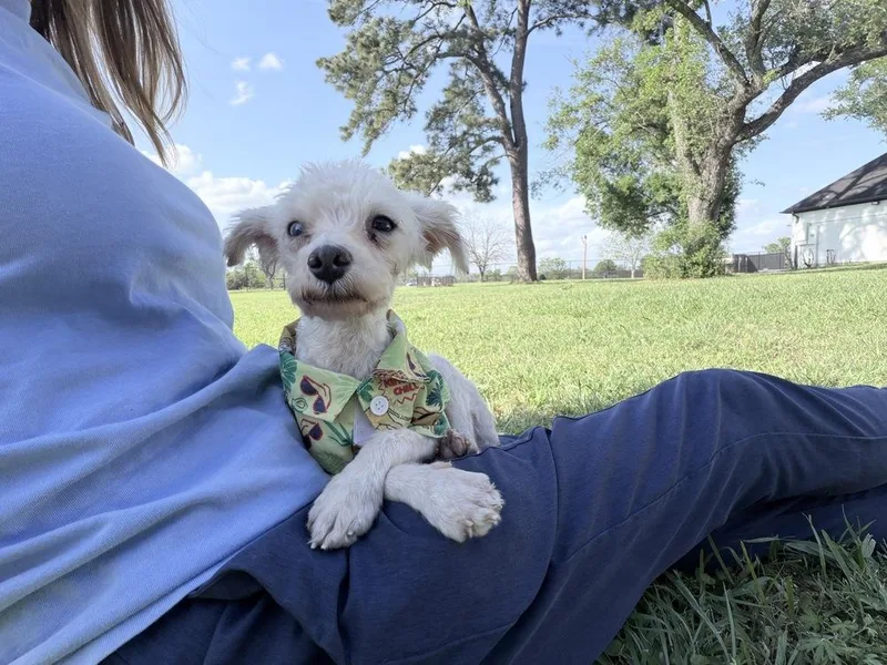 An adult small-sized male White / Cream Maltese dog named Lieutenant Dan for adoption in Richmond, TX