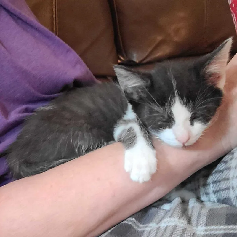 A baby small-sized male Black Domestic Short Hair cat named James for adoption in Tallahassee, FL