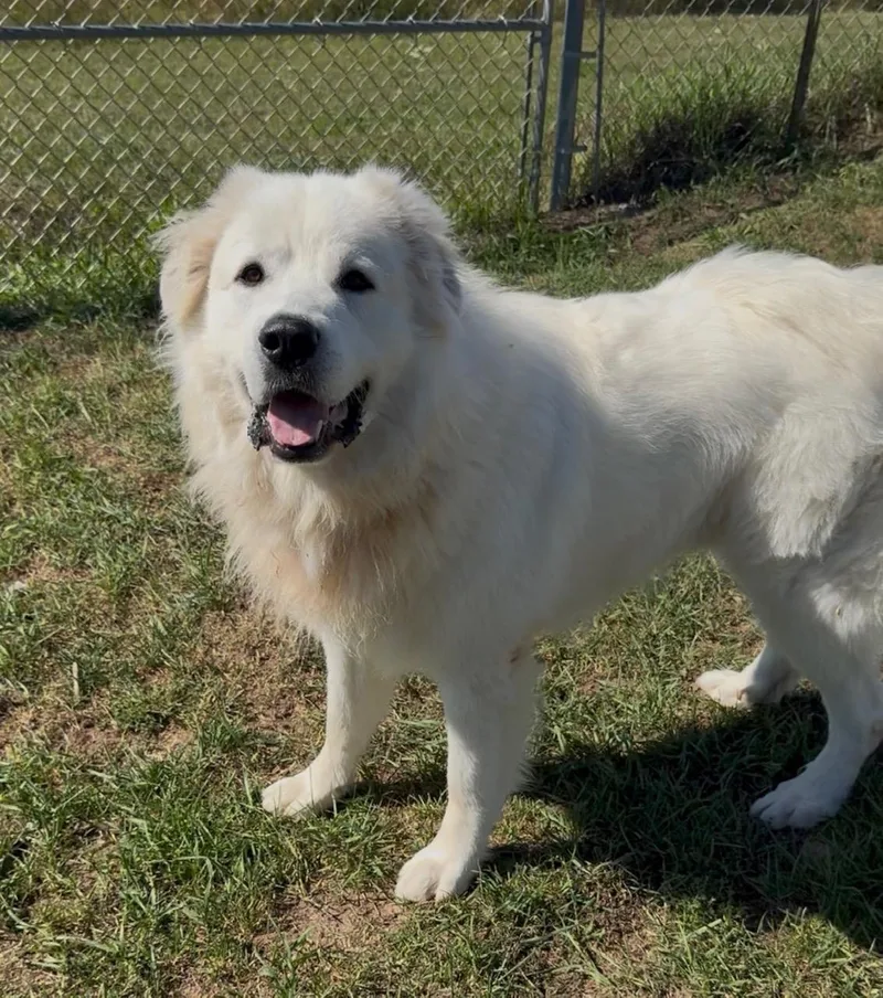 An adult extra large-sized male White / Cream Great Pyrenees dog named Mac for adoption in Sault Sainte Marie, MI