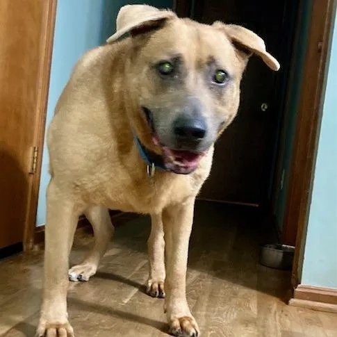 A senior medium-sized male Yellow / Tan / Blond / Fawn Shepherd dog named Max for adoption in Delaware, OH