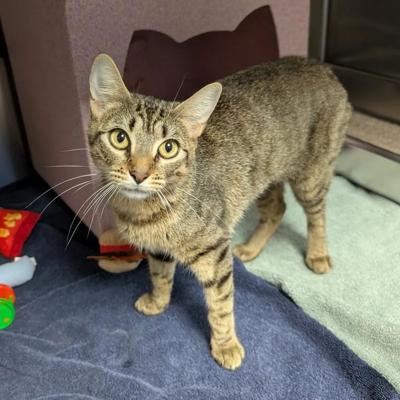 An adult medium-sized female Brown / Chocolate Domestic Short Hair cat named Jazzy for adoption in Brookfield, WI