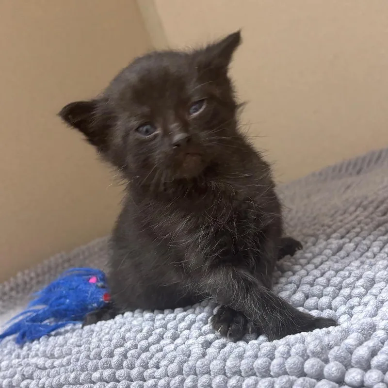 A baby small-sized male Black Domestic Short Hair cat named Charm for adoption in Marshalltown, IA