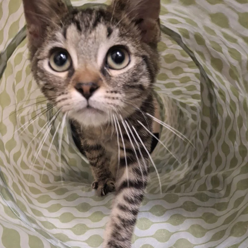 A baby small-sized male Tabby (Brown / Chocolate) Domestic Short Hair cat named John for adoption in Indianapolis, IN