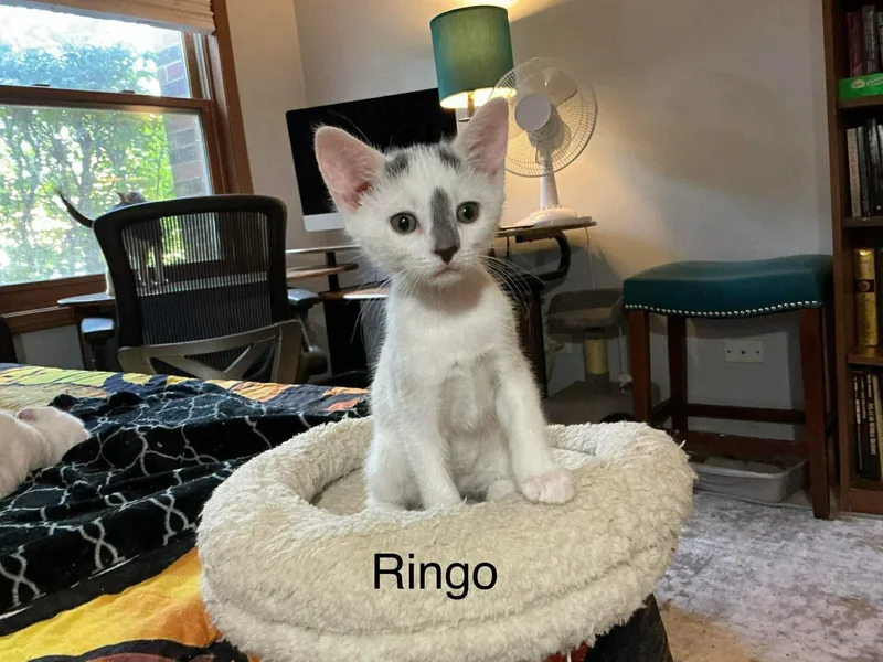 A baby medium-sized male Domestic Short Hair cat named Ringo for adoption in Crystal Lake, IL