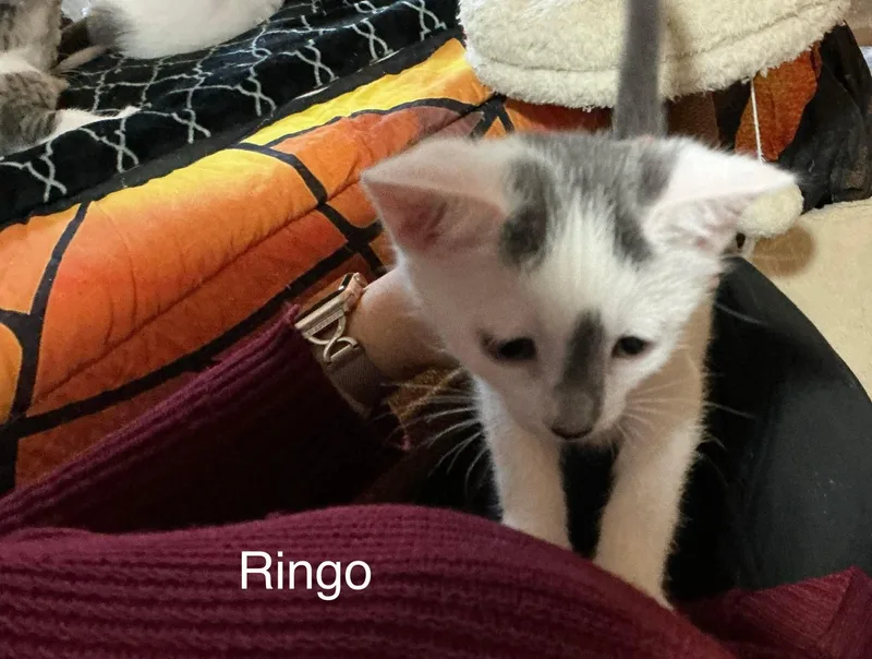 Ringo thumbnail 2