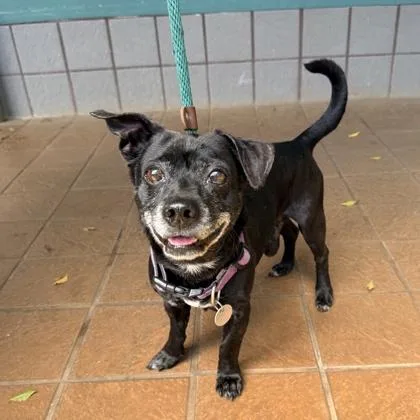 A senior medium-sized male Mixed Breed dog named Dream for adoption in Honolulu, HI