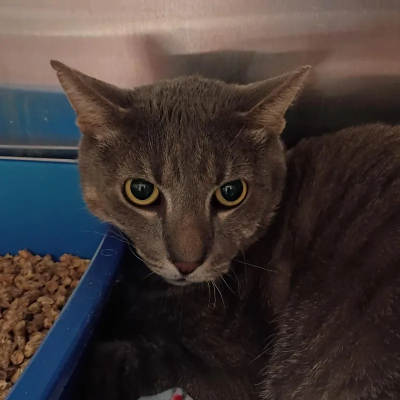 An adult large-sized male Gray / Blue / Silver Domestic Short Hair cat named Lansing for adoption in Kanab, UT