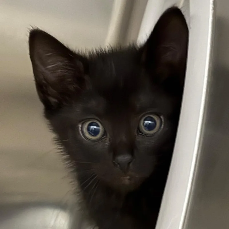 A baby small-sized female Black Domestic Short Hair cat named Porter for adoption in Upland, CA