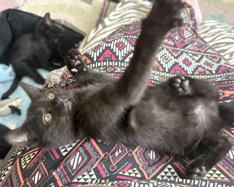A baby medium-sized female Black Domestic Short Hair cat named Brave One for adoption in Ventura, CA