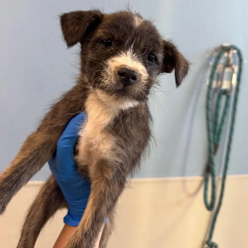 A baby small-sized female Brindle Mixed Breed dog named 112531 for adoption in Las Cruces, NM