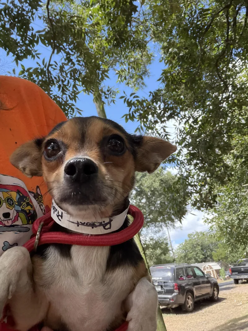 A young small-sized female Tricolor (Brown, Black, & White) Chihuahua dog named Kyelie Local Sept for adoption in Louise, TX
