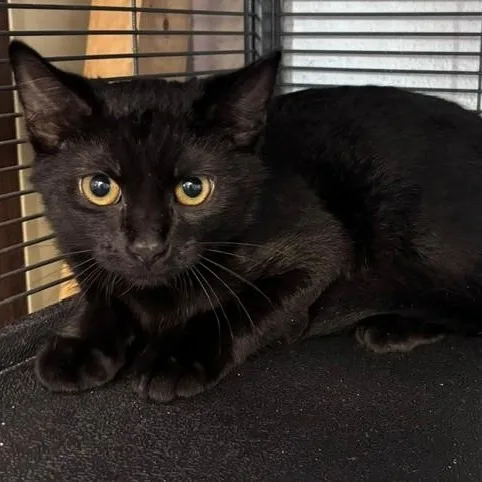 A young medium-sized male Black Domestic Short Hair cat named Angelo for adoption in Allegan, MI