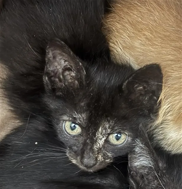 A baby medium-sized female Domestic Short Hair cat named Rey for adoption in Dallas, TX