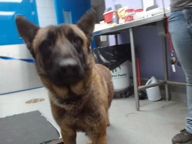 An adult medium-sized male German Shepherd Dog dog named Peanut for adoption in Albuquerque, NM