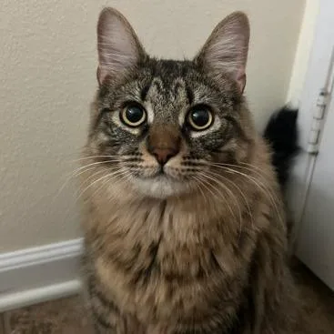 An adult small-sized male Brown / Chocolate Maine Coon cat named Rocket for adoption in San Diego, CA