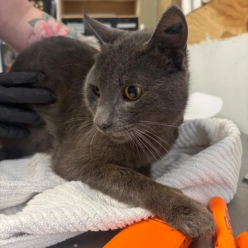 A young large-sized male Gray / Blue / Silver Domestic Short Hair cat named Forester for adoption in Point Richmond, CA
