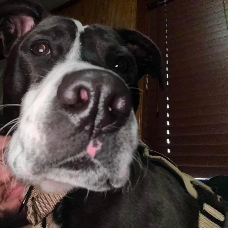 An adult medium-sized male Mixed Breed dog named Winston for adoption in Barrington, NH