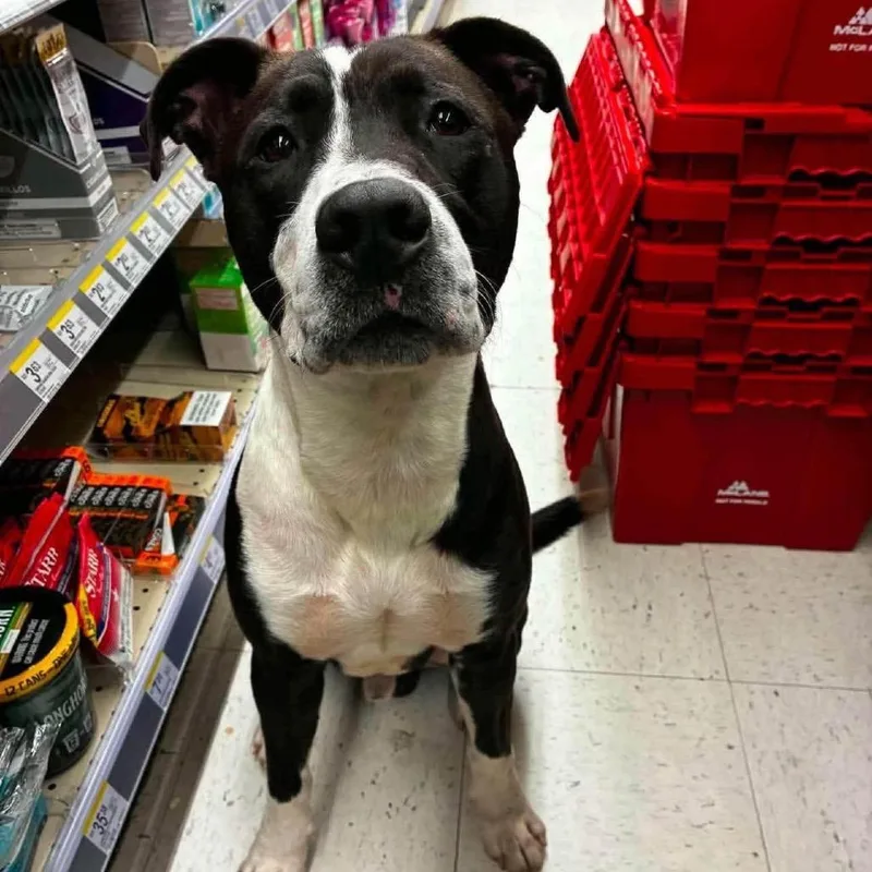 Winston thumbnail 3
