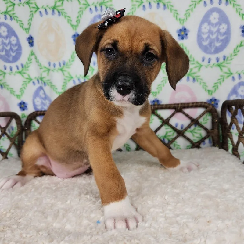 A baby small-sized female Brown / Chocolate Great Dane dog named Grandma's Remote for adoption in Fort Wayne, IN