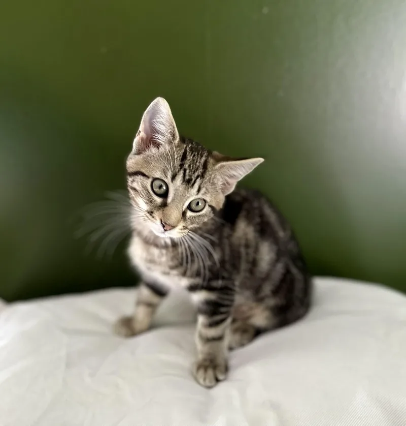 A young medium-sized female Tabby (Buff / Tan / Fawn) Domestic Short Hair cat named Lilly for adoption in Belchertown, MA