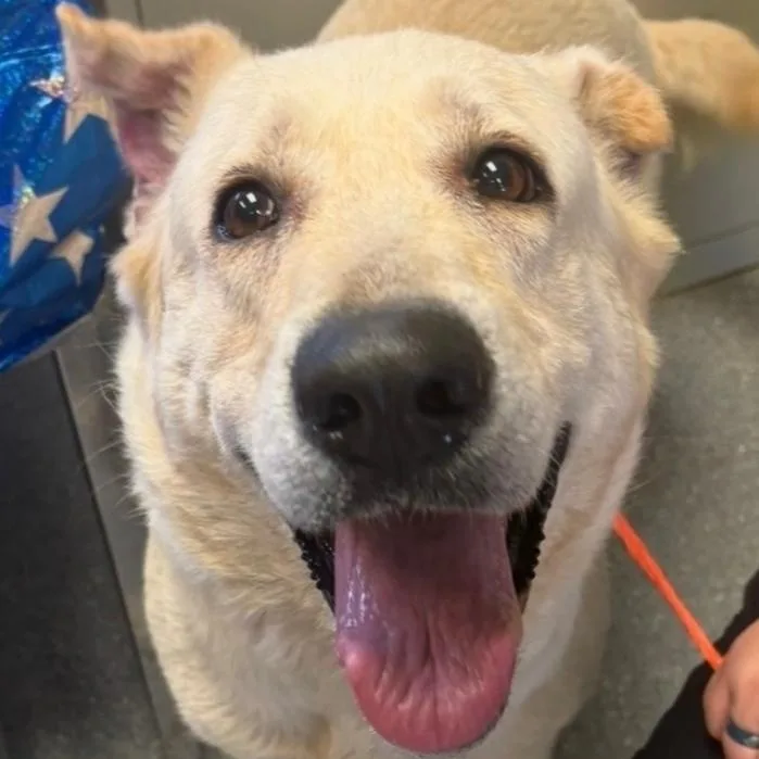 An adult large-sized female Yellow / Tan / Blond / Fawn Shepherd dog named Bianca for adoption in Watertown, NY