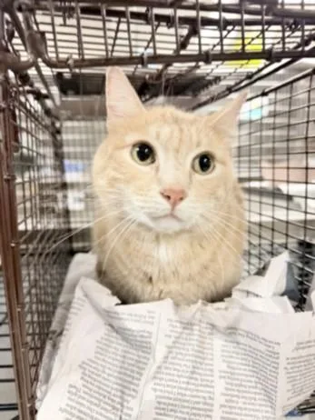 An adult medium-sized male Domestic Short Hair cat named Bowie for adoption in Van Nuys, CA