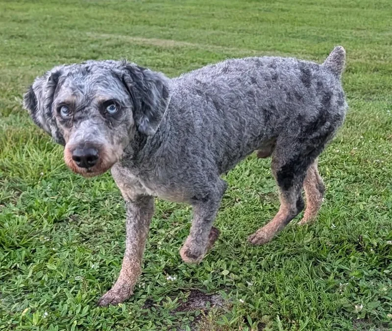 BoomerGorgeous Blue Eyed Poodle
