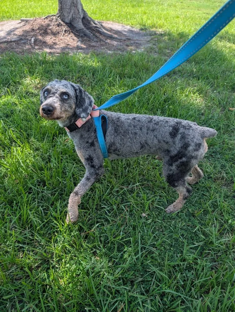 BoomerGorgeous Blue Eyed Poodle thumbnail 2
