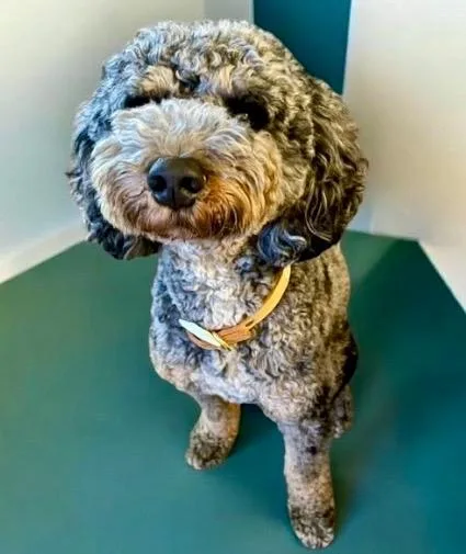 BoomerGorgeous Blue Eyed Poodle thumbnail 3