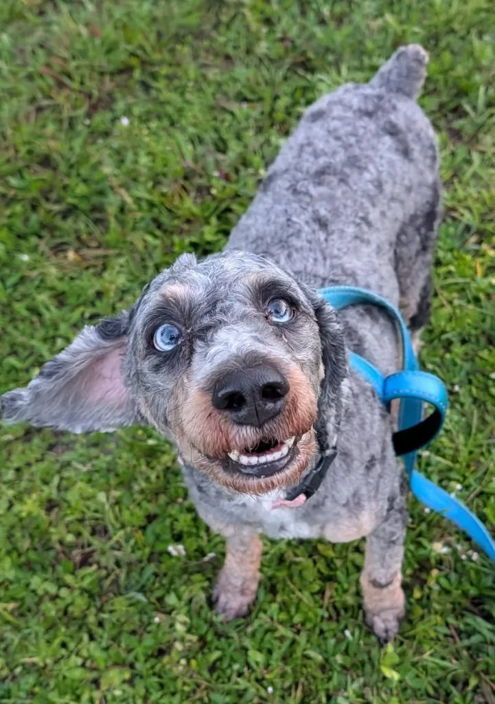 BoomerGorgeous Blue Eyed Poodle thumbnail 4