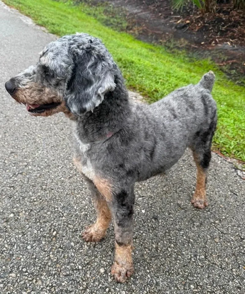 BoomerGorgeous Blue Eyed Poodle thumbnail 5