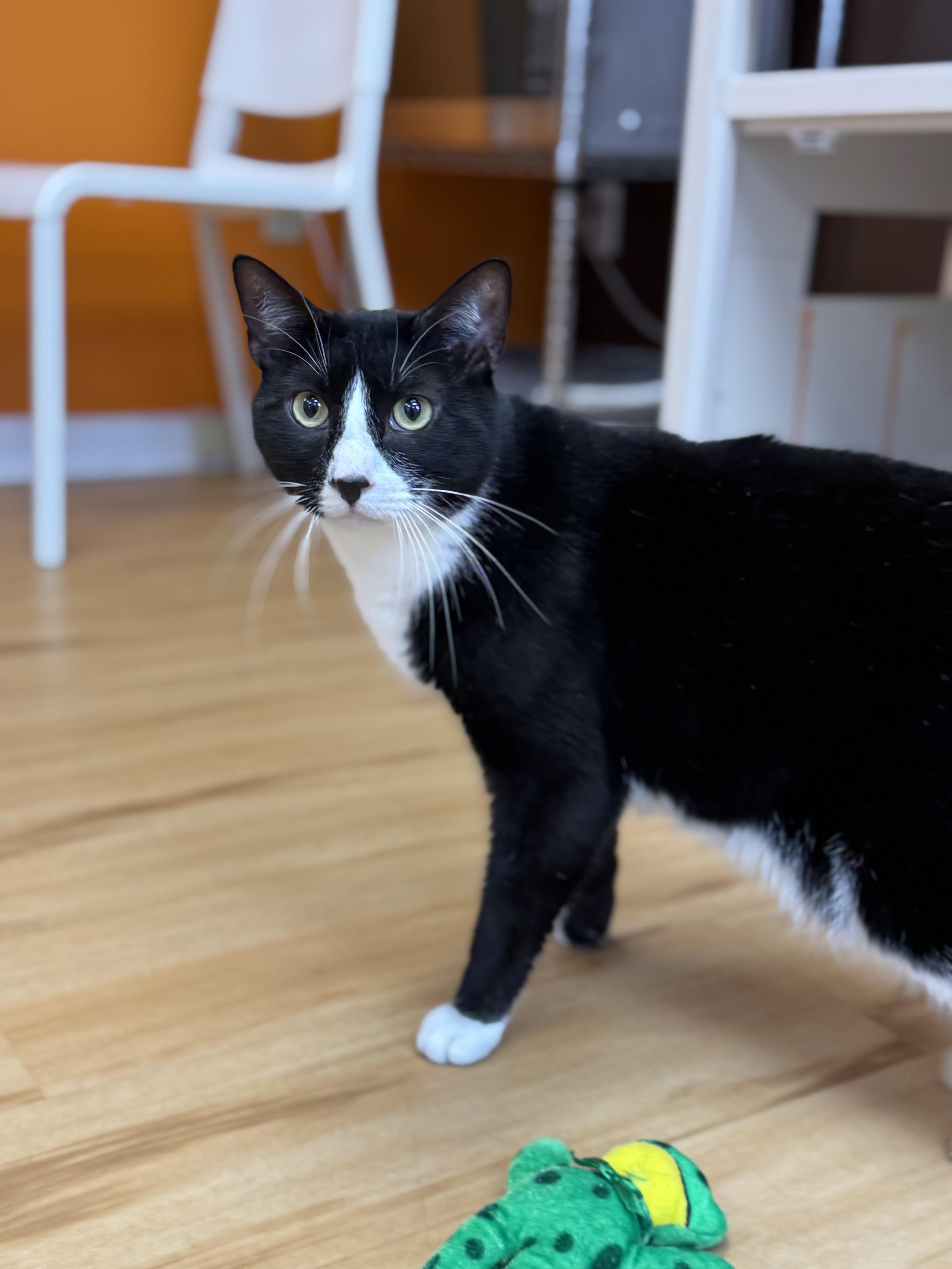 An adult large-sized male Black & White / Tuxedo Domestic Short Hair cat named Zaine And Ziva for adoption in North Haven, CT