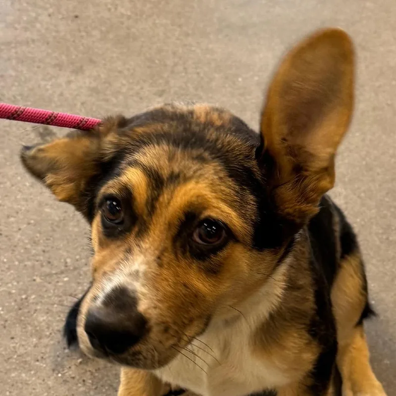 A baby small-sized female Black Mixed Breed dog named Roxy for adoption in Las Cruces, NM