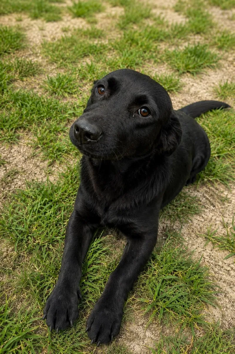 An adult medium-sized female Mixed Breed dog named Lizzie for adoption in Thomasville, NC