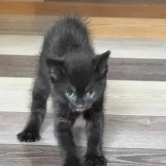 A baby small-sized female Black Domestic Short Hair cat named Crackle C for adoption in Princeton, MN